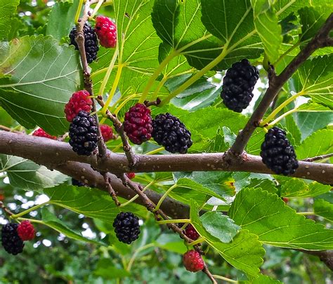 mulberry home wholesale phone number